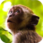 Logo of 🐒 Monkey Sounds android Application 